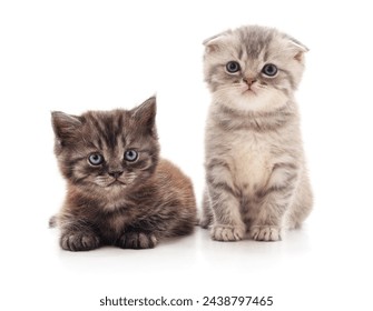 Two small kittens isolated on a white background.