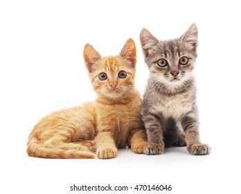 Two Small Kittens Isolated On A White Background.