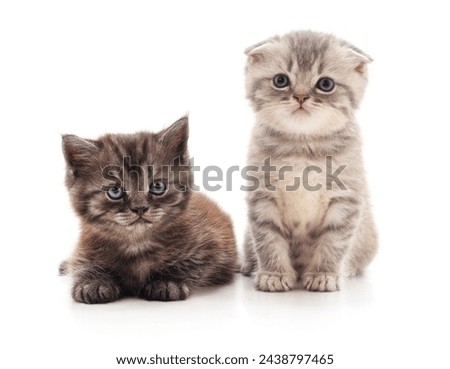 Two small kittens isolated on a white background.