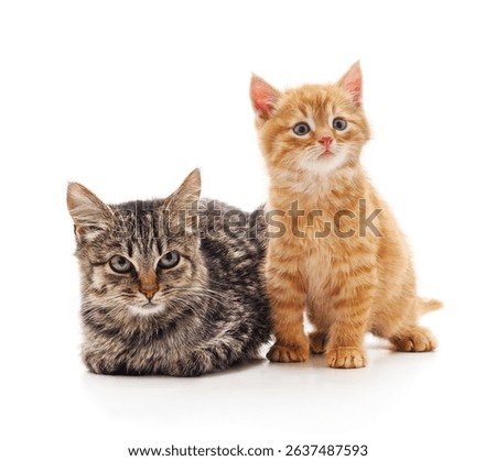Two small kittens isolated on a white background.