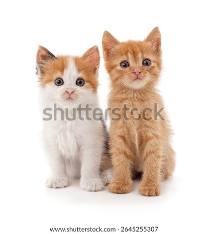 Two small kittens isolated on a white background.