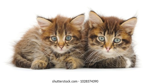 Two Small Kittens On A White Background. 