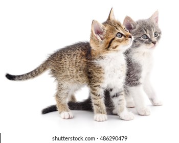 Two Small Kittens On A White Background. 