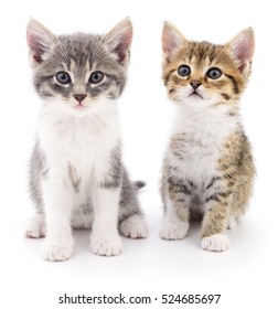 Two Small Kittens On A White Background. 