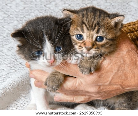 Two small kittens in their hands. Two blue-eyed kittens close-up.