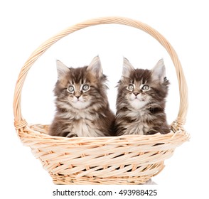 Two small maine coon cats sitting in basket. isolated on white background