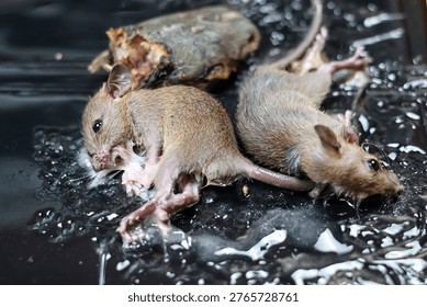 Dos ratones Pequeños atrapados y pegados en una trampa de pegamento pegajoso negro con cebo, mostrando un método efectivo de control de plagas para capturar roedores dentro de una casa o almacén.