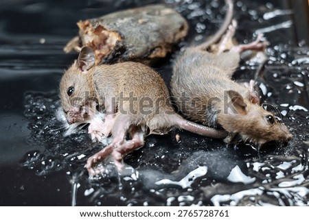Two small mice caught and stuck on a black sticky glue trap board with bait, showing an effective pest control method to capture rodents inside a house or warehouse environment.