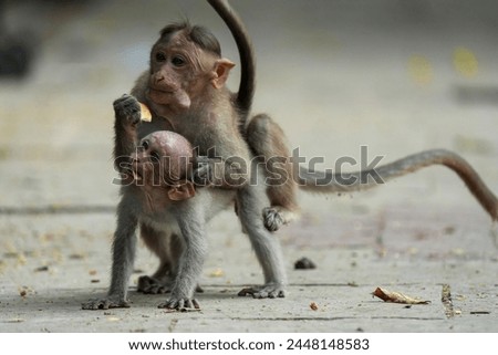 two small monkey playing with horse ride
