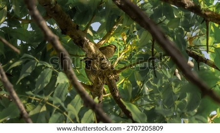 Two small, mottled birds (likely finches) are crouched together on a branch, well-hidden within the dense, green foliage of a tree canopy. The light creates a dark, natural frame.