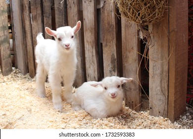 two small newborn white baby goats an animal on the farm