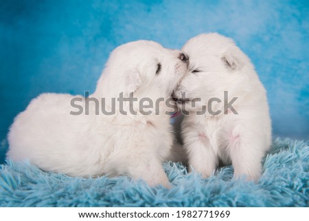 Two small one month old cute white Samoyed puppies dogs