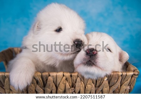 Two small one month old cute white Samoyed puppies dogs