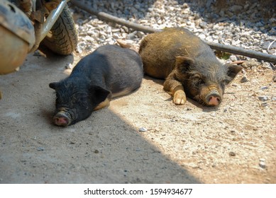 Two small piglets sleeping on a ground 