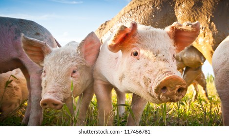 Two small pigs on a pigfarm in Dalarna, Sweden