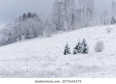 Two small pine trees covered with snow stand in a snowy field on a cloudy winter day. The trees are the main focus of the image, and the background is a blur of snow-covered trees and sky.
