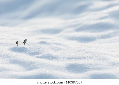 Two Small Pine Twigs Showing On The White Snow In Winter