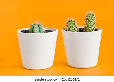 Two Small Potted Cacti On Yellow Background