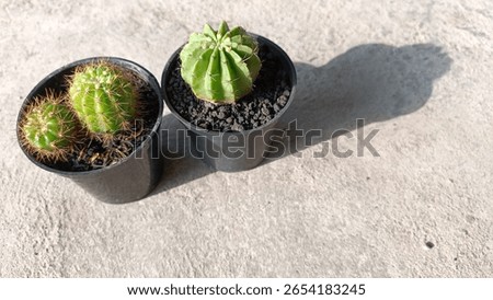Two small potted cacti side by side on a concrete floor in sunlight