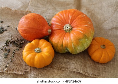Two small pumpkins isolated with space of text