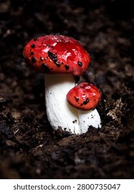 two small red cap muchroom