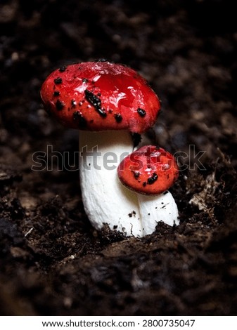 two small red cap muchroom