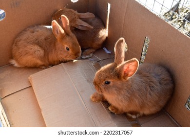 2,311 Pet Rabbits For Sale Images, Stock Photos & Vectors | Shutterstock