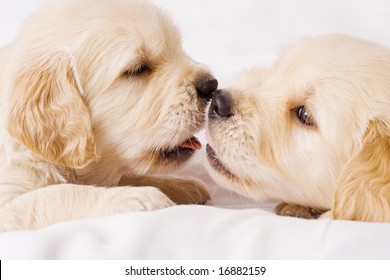 Two small retriver puppies lying face to face