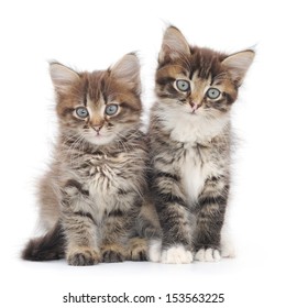 Two Small Siberian Kittens On White Background. 