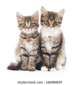 Two Small Siberian Kittens On A White Background. 