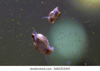 Two small snails with a spiral shell crawl along the glass of an aquarium