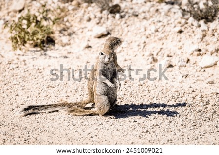 two small south african cape ground squirrels