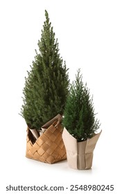 Two small spruce trees isolated on white