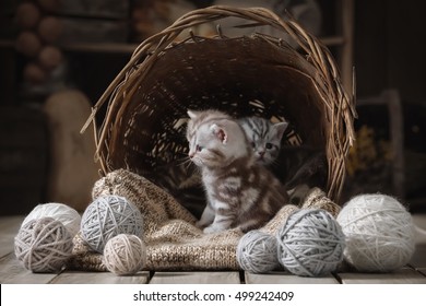 Two of small striped kittens in an old basket with balls of yarn