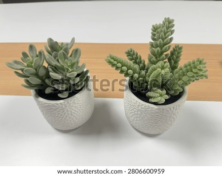 Two small succulent plants in decorative white ceramic pots placed on a clean white surface with a wooden background. Minimalist indoor decoration featuring green foliage, modern home decor, and contemporary tabletop styling