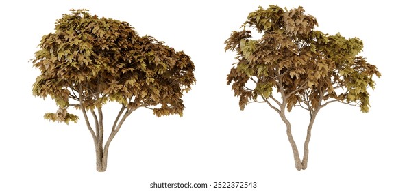 Two Small Trees Isolated on white background