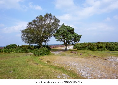 Two Small Trees Line A Track Through The Open Moors. Hiking Trail Surrounded By Beautiful Landscape. Heathland In The New Forest National Park, England UK