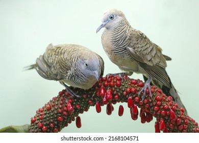 Two small turtledoves are foraging on the weft of an anthurium. This bird has the scientific name Geopelia striata.
