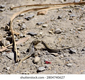 Two small wall lizards face one another on a sunlit path, tongues extended in what appears to be a territorial or courtship interaction.