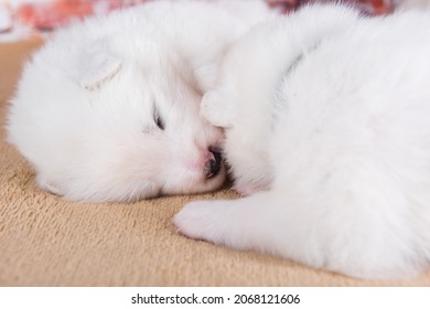 Two small two weeks age old cute white Samoyed puppies dogs