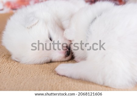 Two small two weeks age old cute white Samoyed puppies dogs