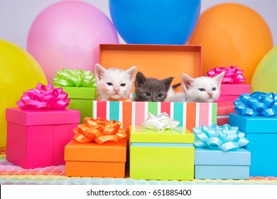 Two small white kittens and one gray kitten peaking out of a birthday present box, surrounded by bright colorful party balloons and presents with bows.