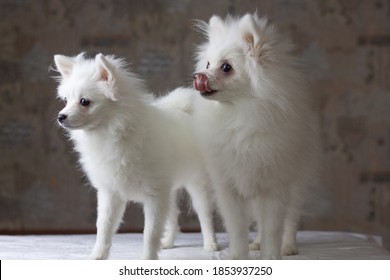 Two Spitz Dog Hd Stock Images Shutterstock