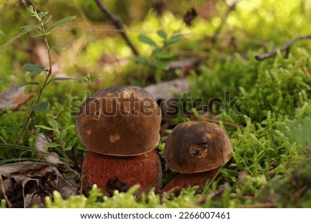 Two small, young edible Neoboletus luridiformis mushrooms grow in a moss in a forest. Bay-brown cap, red pores and red-dotted yellow stem. The flesh stains dark blue when broken, then turn yellow.