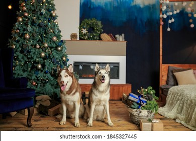 Two Smiling Dogs Husky Sit Near The Fireplace, And The Christmas Tree. Christmas Husky Dog. Hotel Concept For Animals. Vet Clinic. Animal Calendar Template. Christmas Card With Dog. Animal Shelter