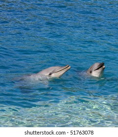 Two Smiling Dolphins In Gold Coast, Australia