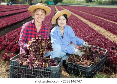 Two smiling young female workmates posing together on farm field in spring while picking leafy vegetables, showing red lettuce harvest.. - Powered by Shutterstock