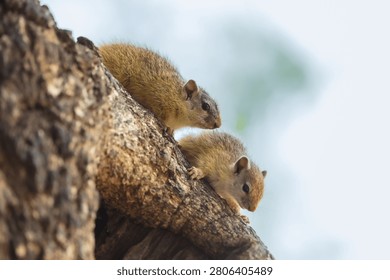 Two Smith's bush squirrels looking down from a thick tree branch, Kruger National Park, South Africa.