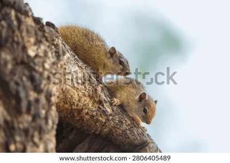 Two Smith's bush squirrels looking down from a thick tree branch, Kruger National Park, South Africa.