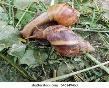 two snail in the grass